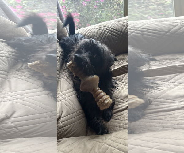 Medium Photo #5 Cairn Terrier-Unknown Mix Puppy For Sale in Lexington, SC, USA