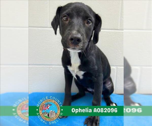 Medium Photo #1 Labrador Retriever Puppy For Sale in Mobile, AL, USA