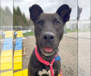 Mavi Lizman - Female Mutt Dog for Adoption - Photo #5
