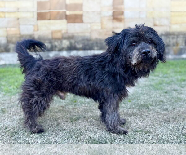 Medium Photo #2 Lhasa Apso-Unknown Mix Puppy For Sale in PIPE CREEK, TX, USA