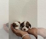 Small #3 Bernedoodle (Miniature)