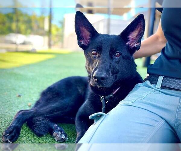 Medium Photo #1 Dutch Shepherd -Unknown Mix Puppy For Sale in Orlando, FL, USA