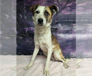 Labbe Dogs for adoption in Lakewood, CO, USA