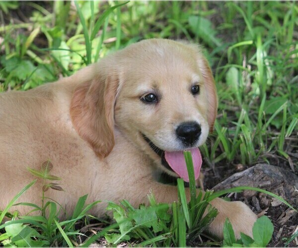 Medium Photo #6 Golden Irish Puppy For Sale in JONES, MI, USA