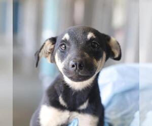 German Shepherd Dog Dogs for adoption in San Antonio, TX, USA