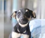 Small German Shepherd Dog