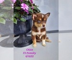 Puppy 2 Pomsky