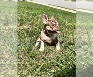 French Bulldog Puppy for sale in CLARKSVILLE, TN, USA