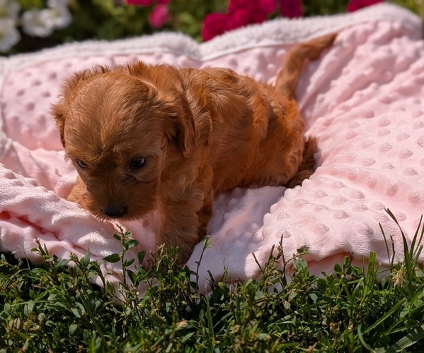 Medium Photo #37 Cavapoo Puppy For Sale in GOSHEN, IN, USA