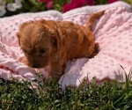 Small Photo #37 Cavapoo Puppy For Sale in GOSHEN, IN, USA