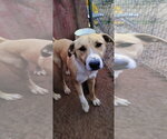 Small Photo #3 Anatolian Shepherd-Labrador Retriever Mix Puppy For Sale in Apple Valley, CA, USA