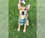 Small #32 German Shepherd Dog Mix