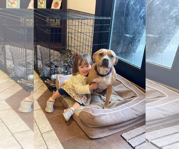 Medium Photo #2 American Pit Bull Terrier-Unknown Mix Puppy For Sale in Germantown, OH, USA
