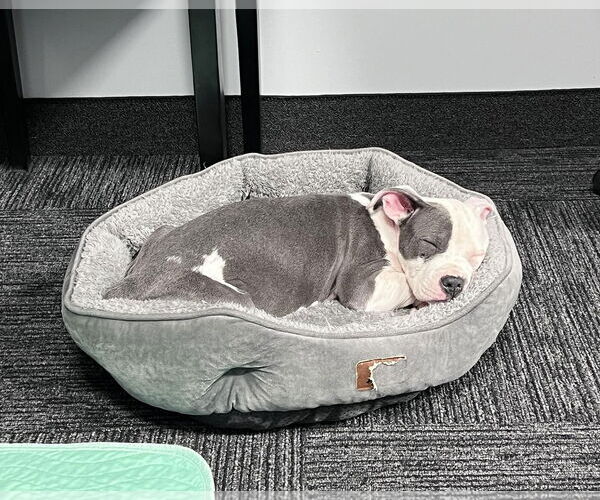 Medium Photo #7 Mutt Puppy For Sale in Spotsylvania, VA, USA