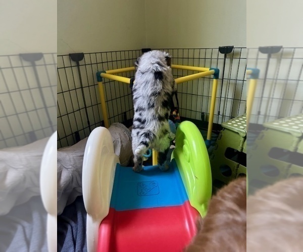 Medium Photo #2 Australian Shepherd Puppy For Sale in TORRANCE, CA, USA