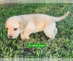 Small #8 Labrador Retriever