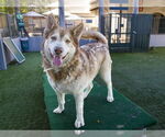Small #1 Siberian Husky