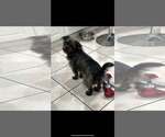 Small #2 Shih Tzu Mix
