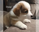 Puppy Dozer Pembroke Welsh Corgi