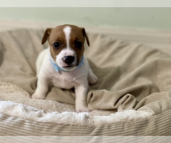 Medium Photo #10 Jack Russell Terrier Puppy For Sale in FORT PIERCE, FL, USA