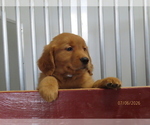 Small #1 Golden Retriever