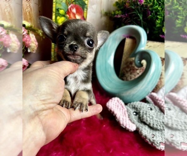 Medium Photo #5 Chihuahua Puppy For Sale in TRACY, CA, USA