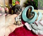 Small #4 Chihuahua