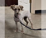 Small #1 Poodle (Toy) Mix