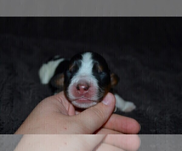 Medium Photo #5 English Springer Spaniel Puppy For Sale in LITCHFIELD, MN, USA
