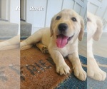Image preview for Ad Listing. Nickname: Rosie