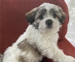 Puppy 2 Mal-Shi-Shih Tzu Mix