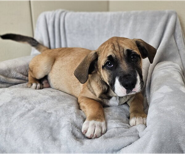 Medium Photo #1 Australian Shepherd-Bulldog Mix Puppy For Sale in McKinney, TX, USA