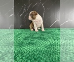 Small Photo #101 Boston Terrier Puppy For Sale in TULARE, CA, USA
