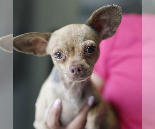 Medium Photo #1 Chihuahua-Unknown Mix Puppy For Sale in San Antonio, TX, USA
