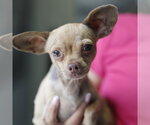 Small Chihuahua Mix