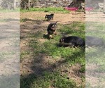 Image preview for Ad Listing. Nickname: Litter of 4