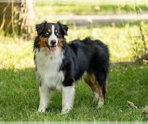 Father of the Australian Shepherd puppies born on 03/30/2026