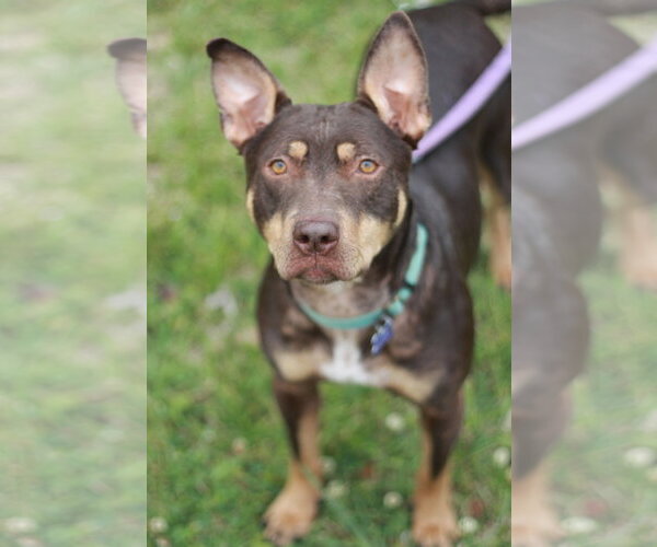 Medium Photo #2 American Pit Bull Terrier-Australian Kelpie Mix Puppy For Sale in Cookeville, TN, USA