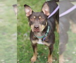Small #1 American Pit Bull Terrier-Australian Kelpie Mix