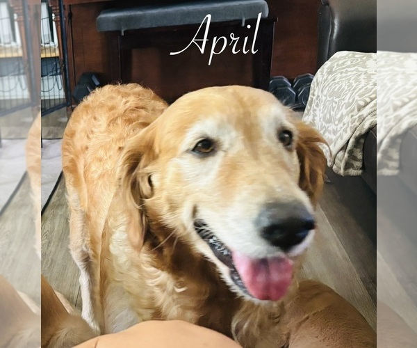 Medium Photo #1 Golden Retriever Puppy For Sale in HAMPSTEAD, NC, USA