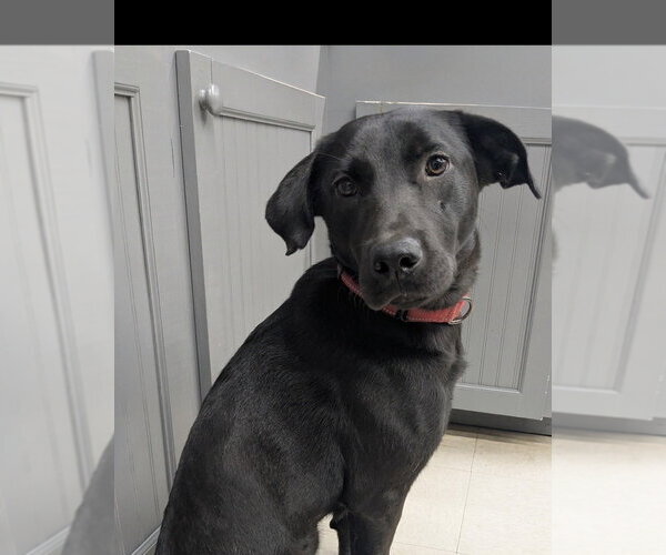 Medium Photo #14 Labrador Retriever-Unknown Mix Puppy For Sale in Boston, MA, USA