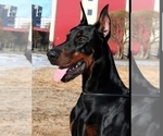 Small Photo #22 Doberman Pinscher Puppy For Sale in PALMDALE, CA, USA