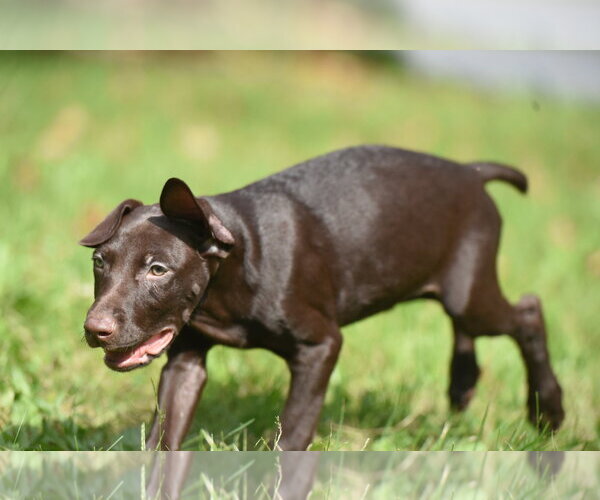 Medium Photo #2 Chocolate Labrador retriever-Pointer Mix Puppy For Sale in Mechanicsburg, PA, USA