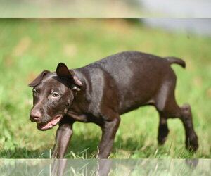 Frodo - Male Chocolate Labrador retriever-Pointer Mix Dog for Adoption - Photo #2