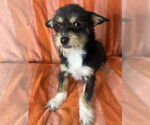 Small #2 Jack Russell Terrier-Shih Tzu Mix