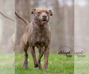 Foxy Brown - Female American Pit Bull Terrier-Plott Hound Mix Dog for Adoption - Photo #11