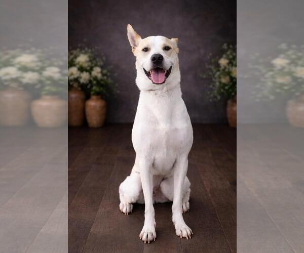 Medium Photo #5 Mutt Puppy For Sale in Rockwall, TX, USA