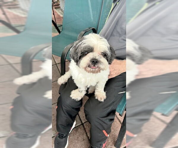 Medium Photo #2 Shih Tzu Puppy For Sale in Weston, FL, USA