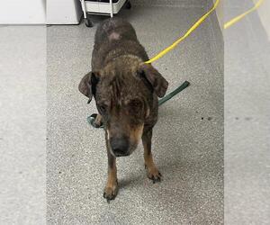 German Shepherd Dog-Unknown Mix Dogs for adoption in Pasadena, TX, USA