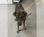Small German Shepherd Dog Mix